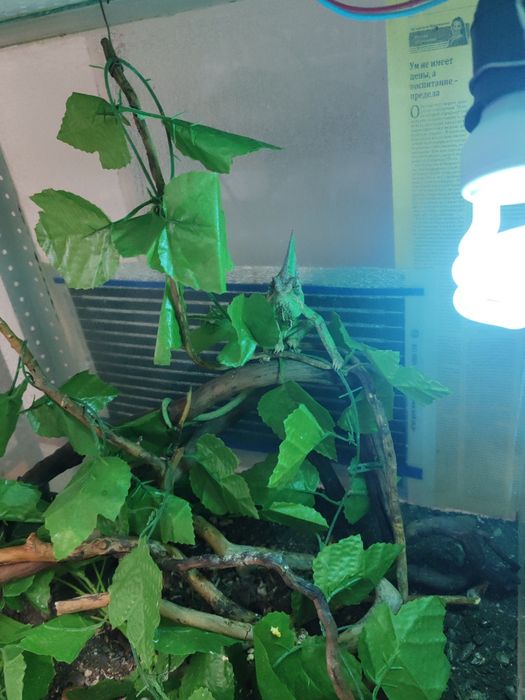 Йеменский хамелеон