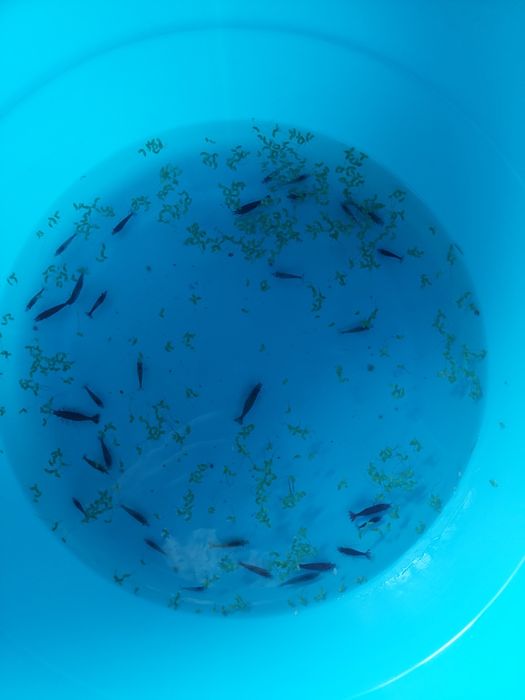 Аквариумные креветки