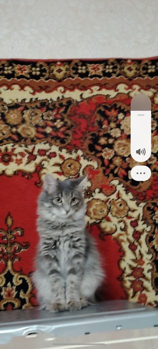 Отдам в добрые, ответственные руки