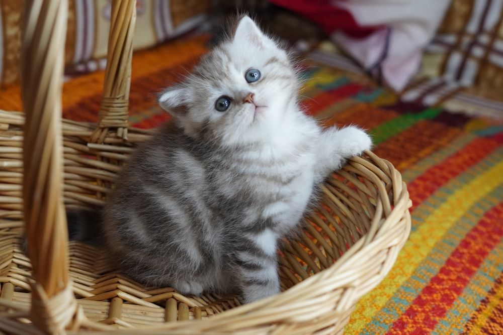 Шотландские Котятки,,