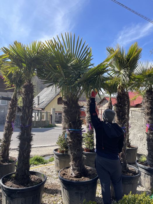 Palmieri rezistenți la inghet toate dimensiunile