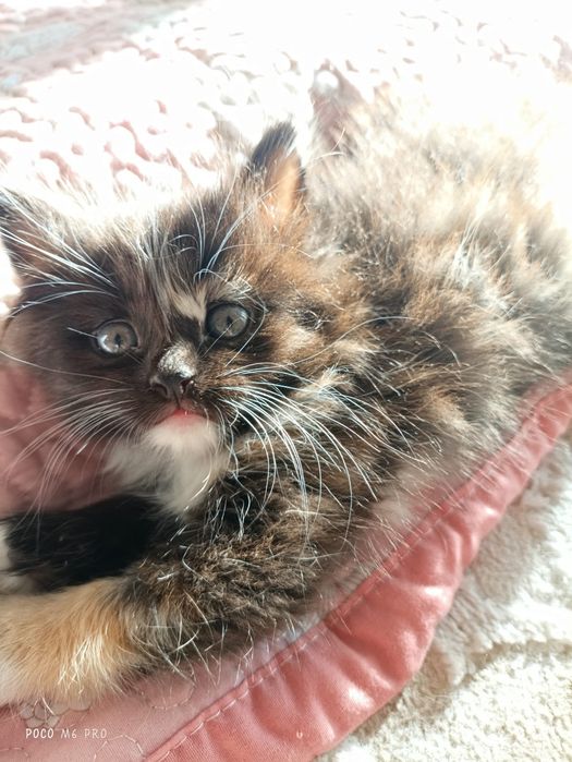 Отдам в добрые руки котят