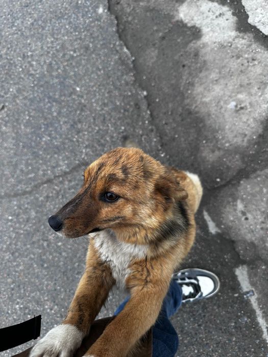 Собака в добрые руки