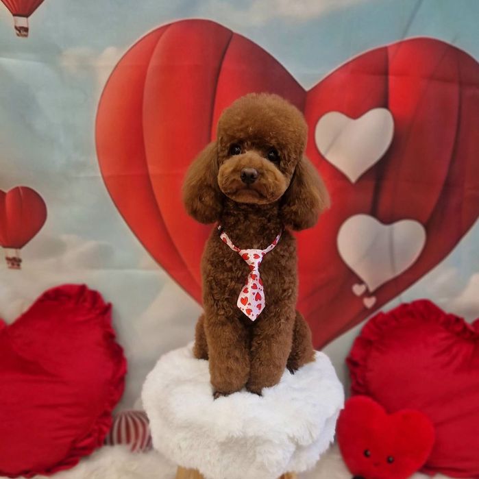 Toy poodle Той пудел