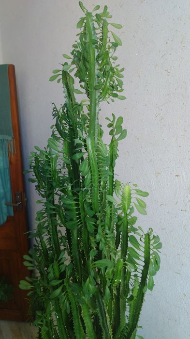 Продается взрослое растение молочай