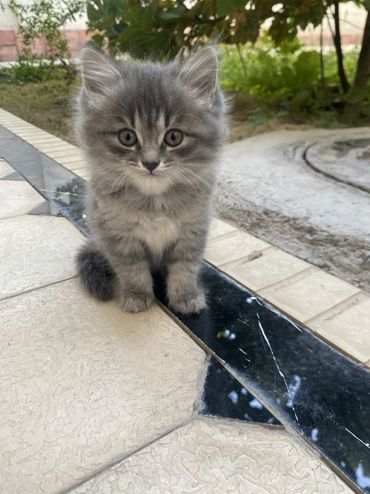 Кошка продоётся