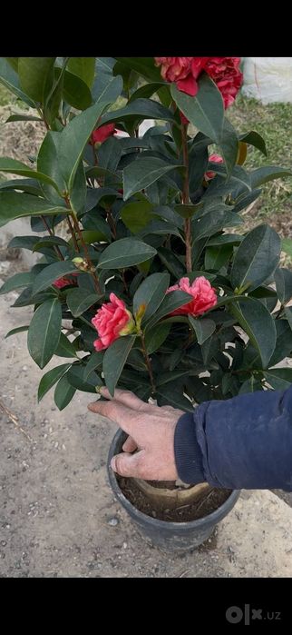 Xarxil gul Ko'chatlar sotiladi