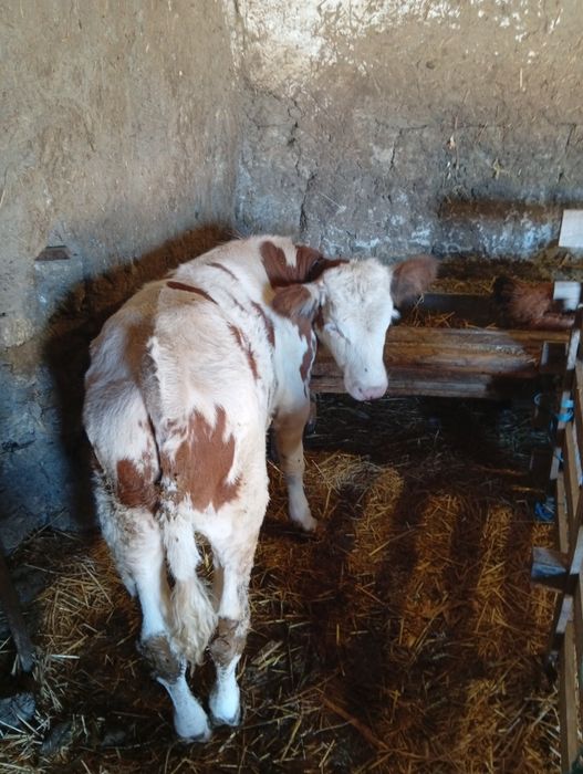 Vând vițel bălțat