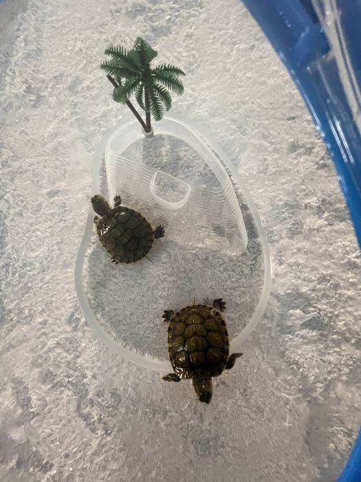 Продам красноухих черепашек