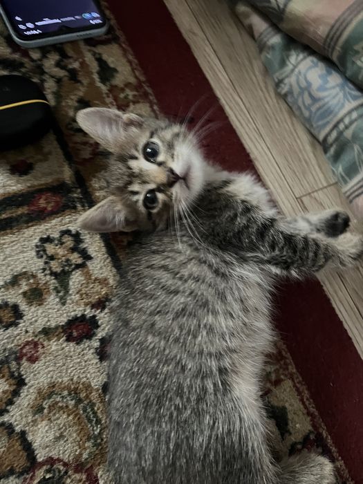 Отдам котят в хорошие руку