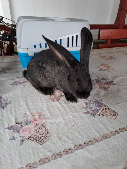 Urias german galben si negru