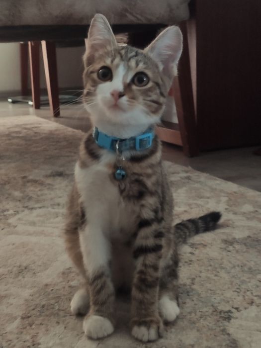 Котик ищет дом   .