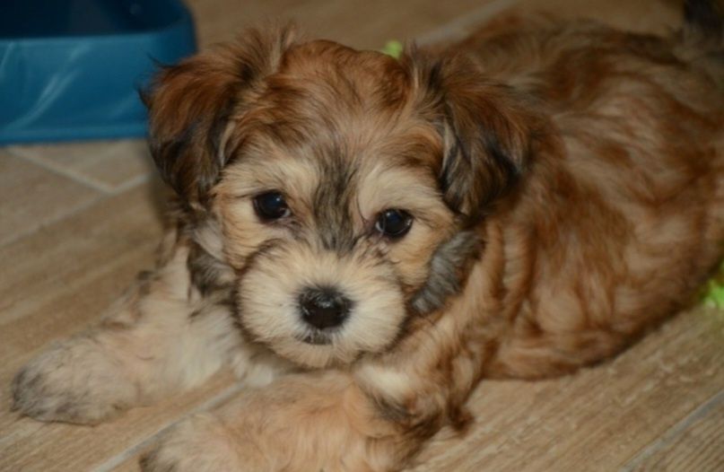 Bichon Havanez cu pedigree