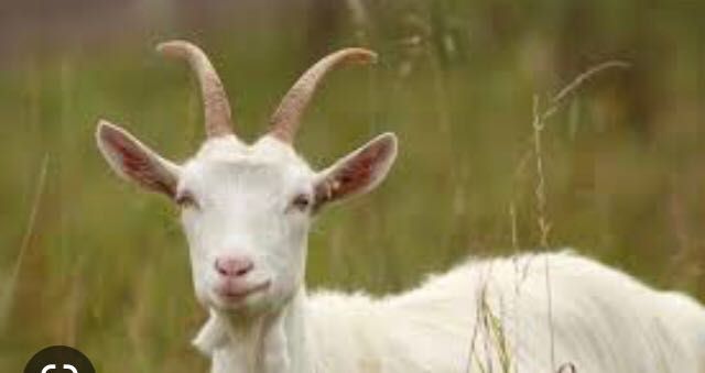 Теке сатылады, әдемі, сұлу