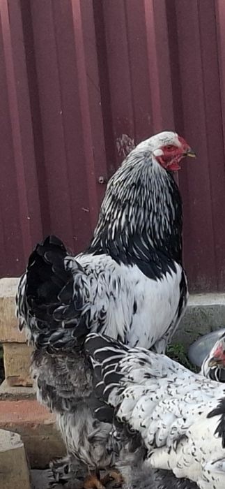 Срочно петух и курица  и яйцо  брамо 8 месяцев. Привиты и здоровы