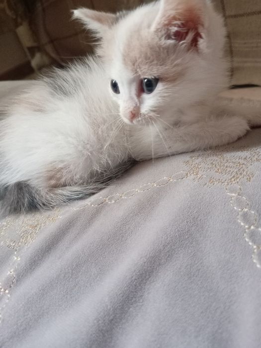 Продам очень красивого котёнка