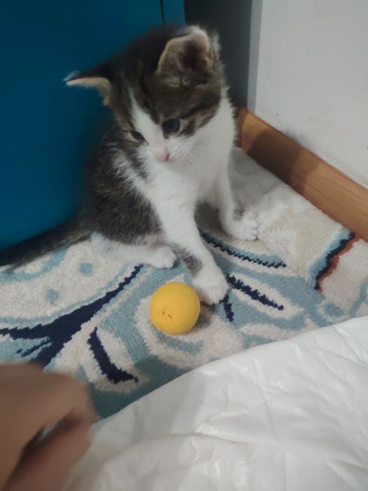Отдам котят в добрые руки