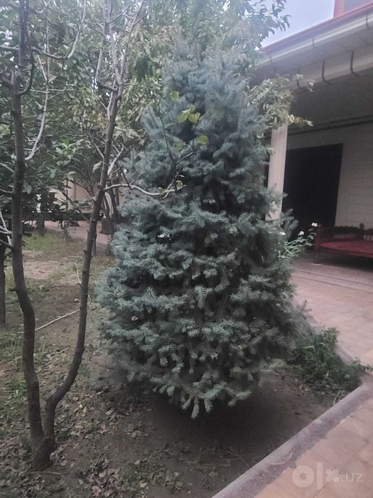 Голубой ель, изумрудный, 2,50 метр. Цена-350$