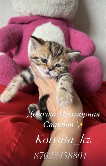 Клубные рысята котята с полным пакетом документов