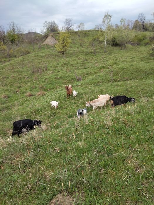 Vând Două capre  cu câte doi iezi