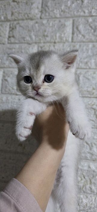 Кошка Серебристая шиншила