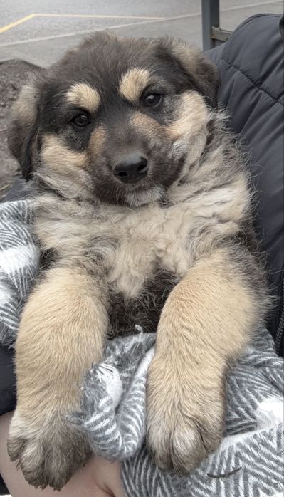 Ищем добрые руки