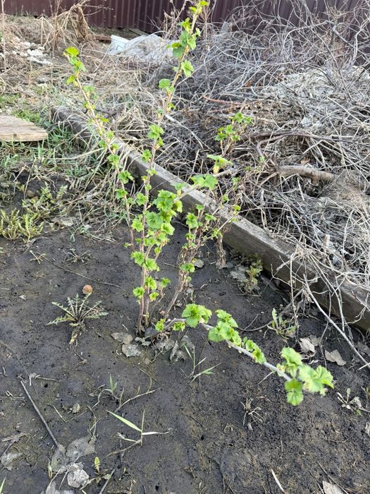 Саженцы смородины