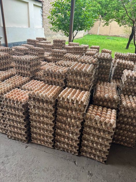 Tuxum optom togri fabrikadan