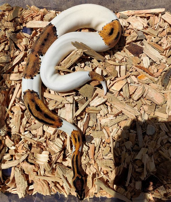 Piton Regal Pied High White-Smiley Pattern