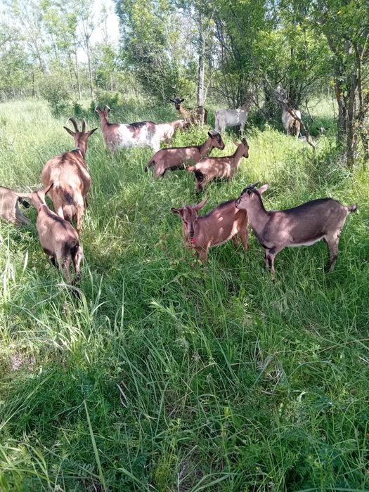 Vând iezi alpine francez