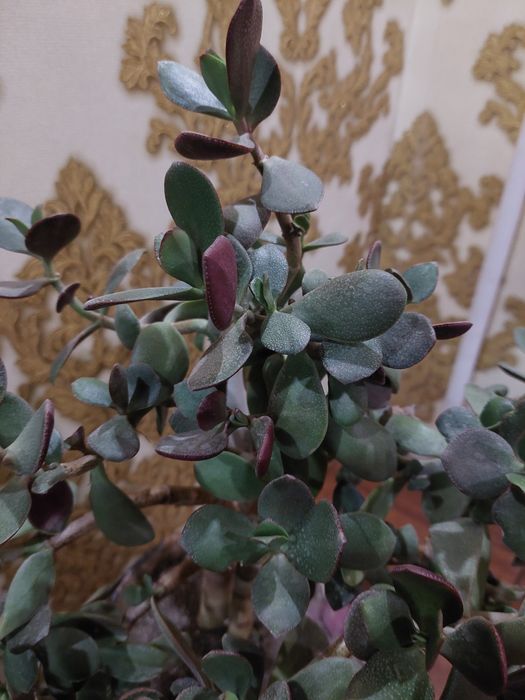 Денежное дерево взрослое