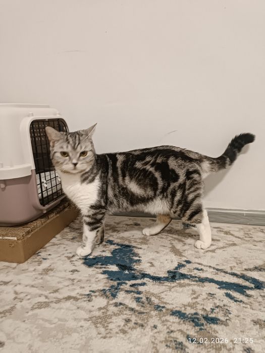 Шотландский скотиш страйт