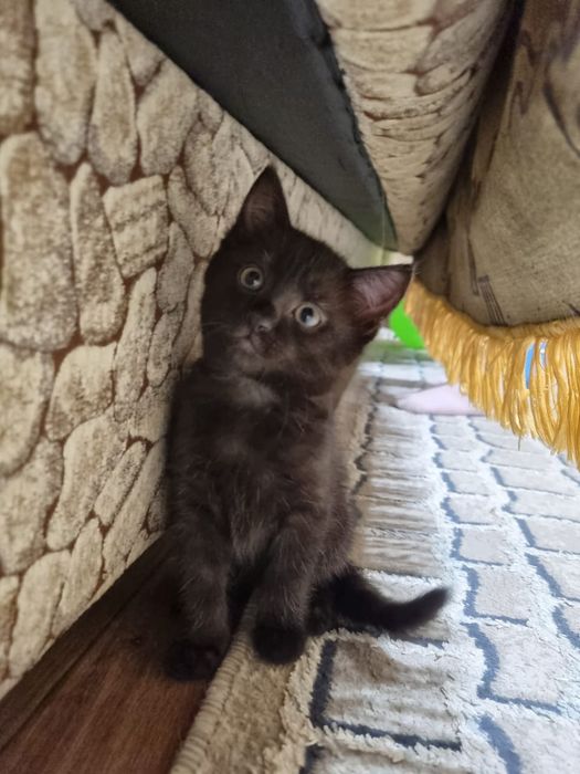 Отдам котят, Турксибский район