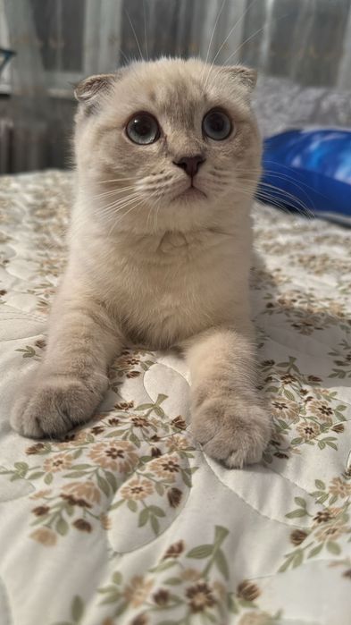 Шотландская вислоухая кошка