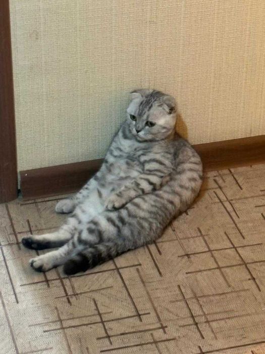 Кошка вислоухая Шотландка