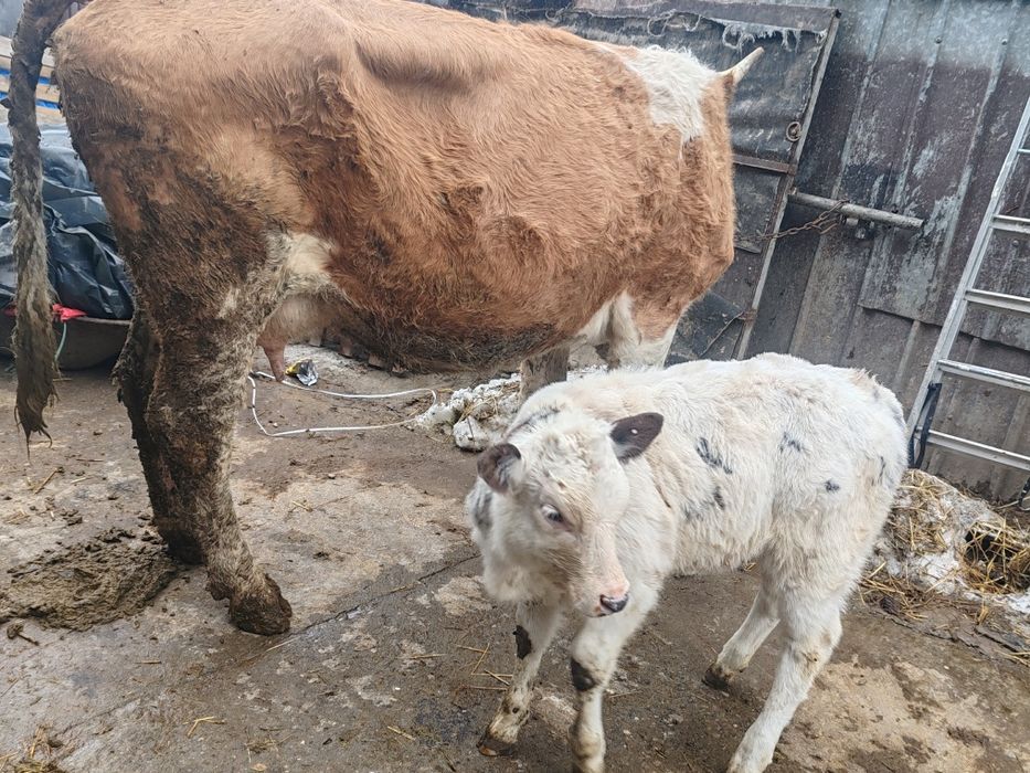 Vaca bălțată cu vitea belgiana