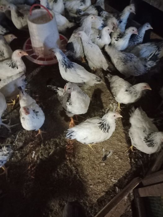 Куры малодка Адлер Серебристый.