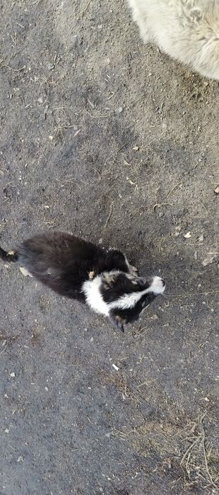 Отдам в добрые руки 2-х щенков!