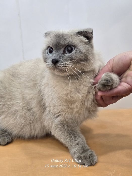 Кошечка ищет дом