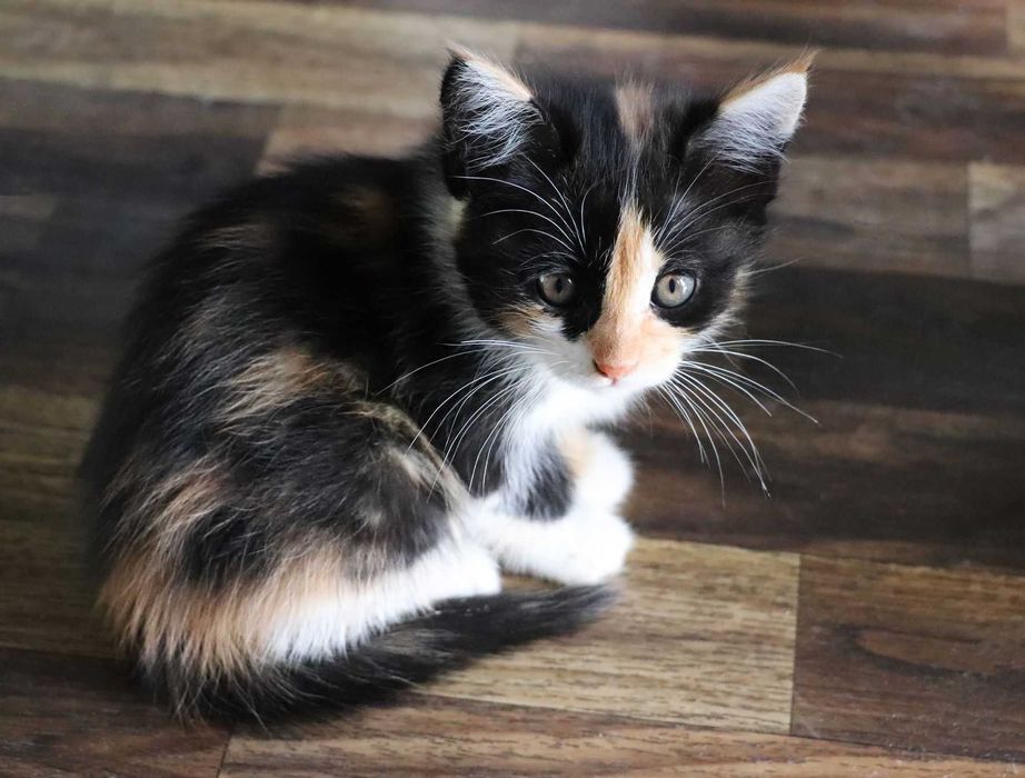 отдам в хорошие руки 3 котят, девочки, трехцветные, около 2 мес.