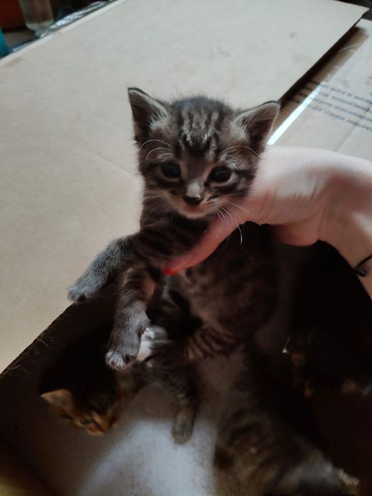 Отдам бесплатно котят