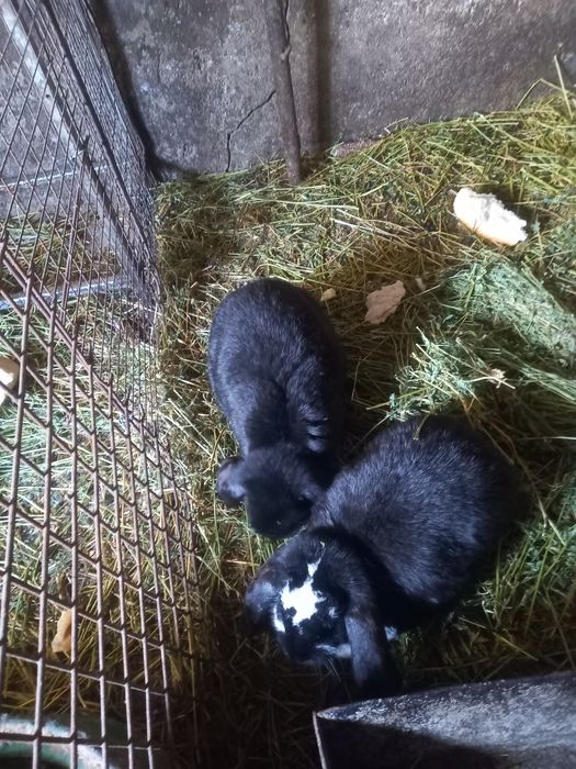 Vînd iepuri germani