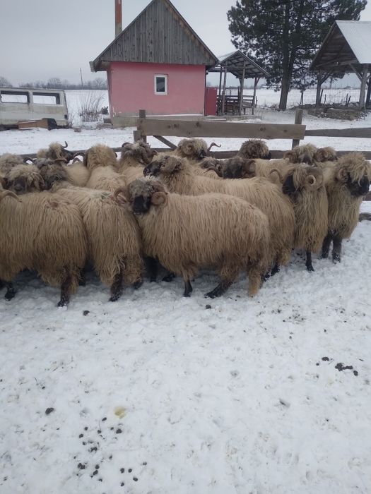 Berbeci bucalai de vanzare