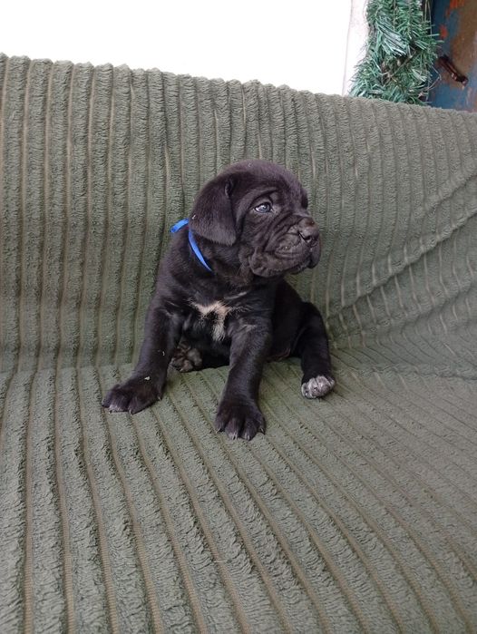 Кане Корсо Cane Corso Italiano