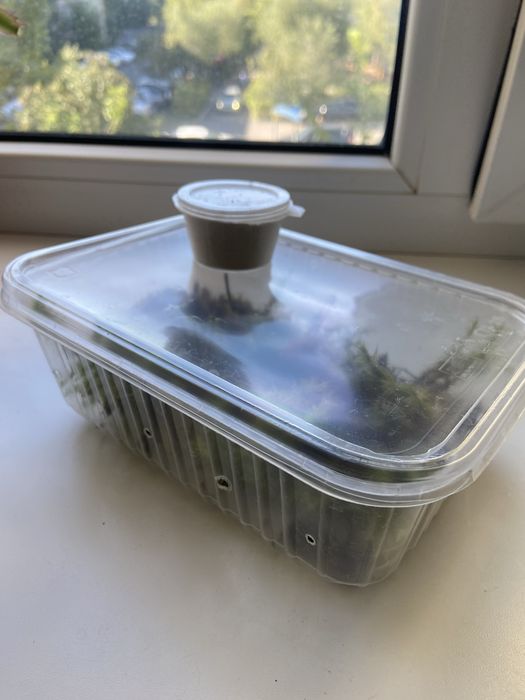 Продам улиток ахатина ретикулята!!