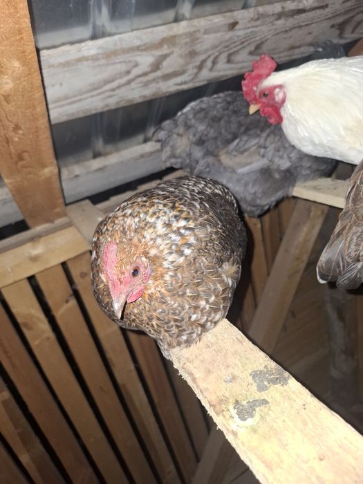 Gaini pitice perechie