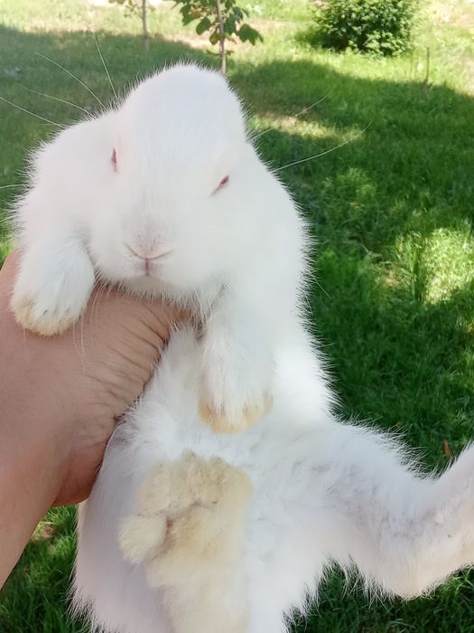 Quyonchalar sotiladi