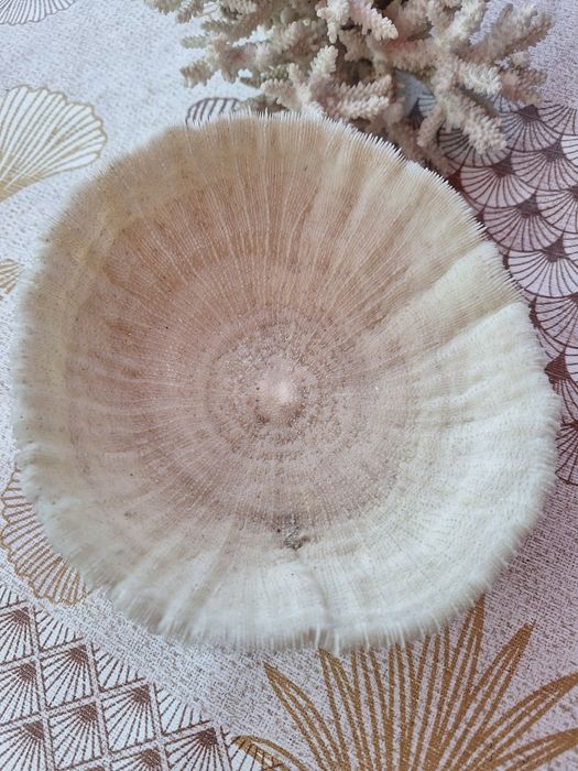 Морски артикули декорация