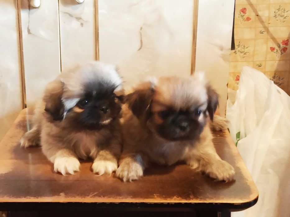 Продаются элитные чистокровные щенки породы "Пекинес"
