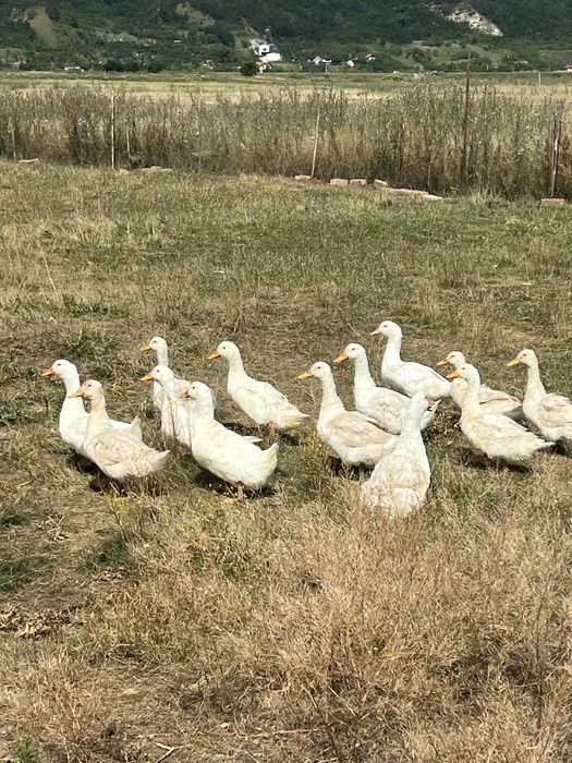 Rate Pekin de vanzare